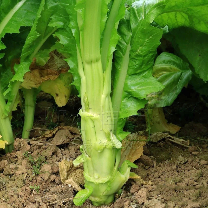 菜种四川棒菜种籽秋冬季特大笋子芥种耐寒芥菜家庭园艺种子