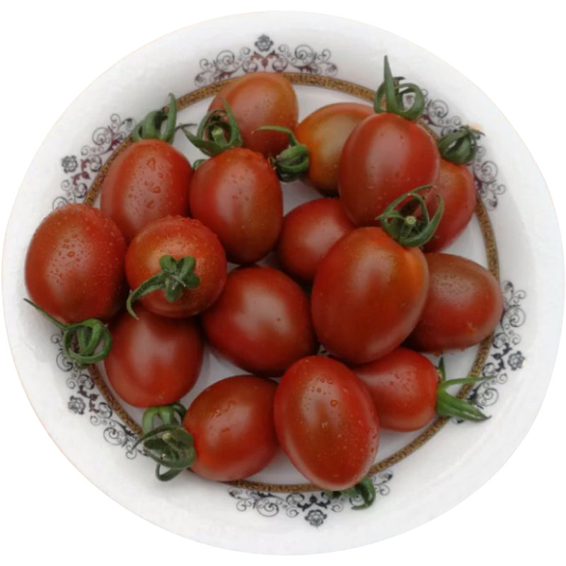 紫圣女果种籽子阳台盆栽四季 蔬菜种孑 紫千禧樱桃