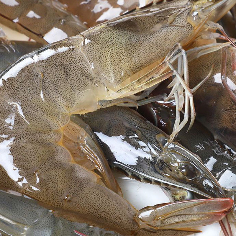 超大冻虾鲜活海大虾整箱基围对虾鲜虾白虾野生冻虾