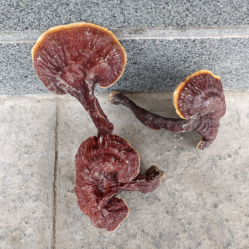 灵芝野生整枝泡酒500克半野赤芝干货赤灵片无整枝灵芝