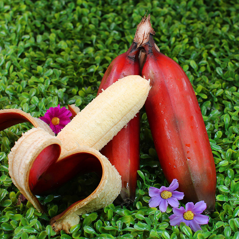 美人香蕉5斤新鲜现摘当季水果苹果红皮芭蕉香蕉