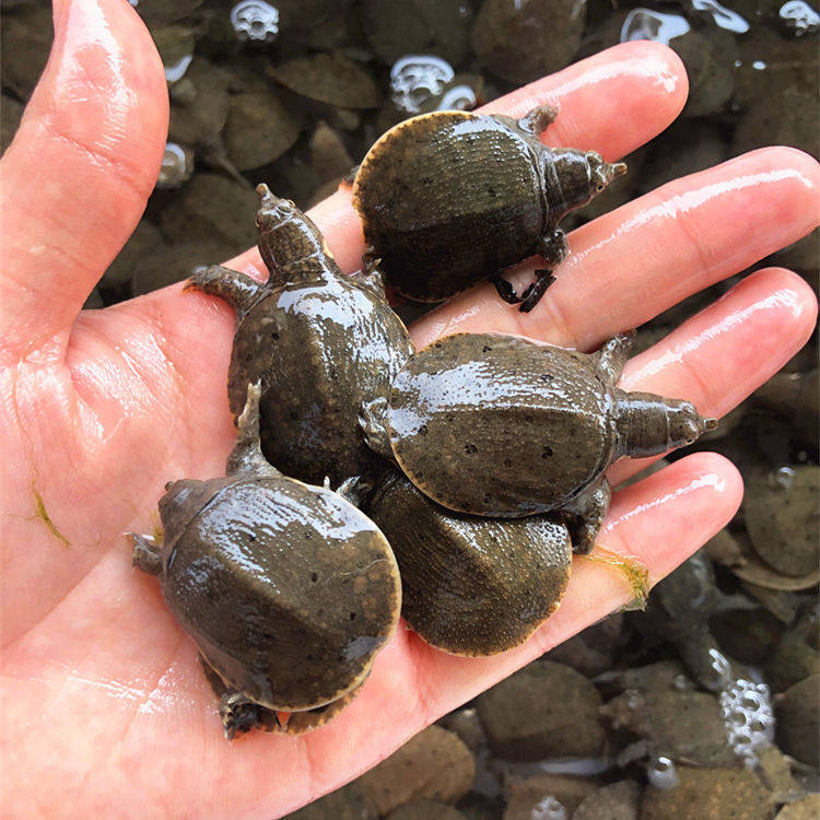 鱼苗养殖甲鱼活物生态中华淡水王八宠物鲜活甲鱼