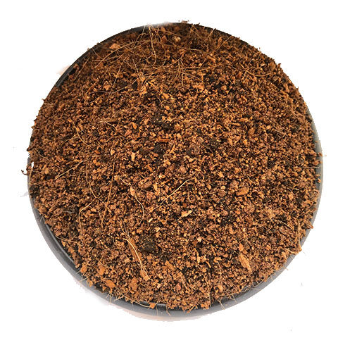 油橄榄橄榄树专用摇钱树盆栽营养碱性沙质土壤家用介质