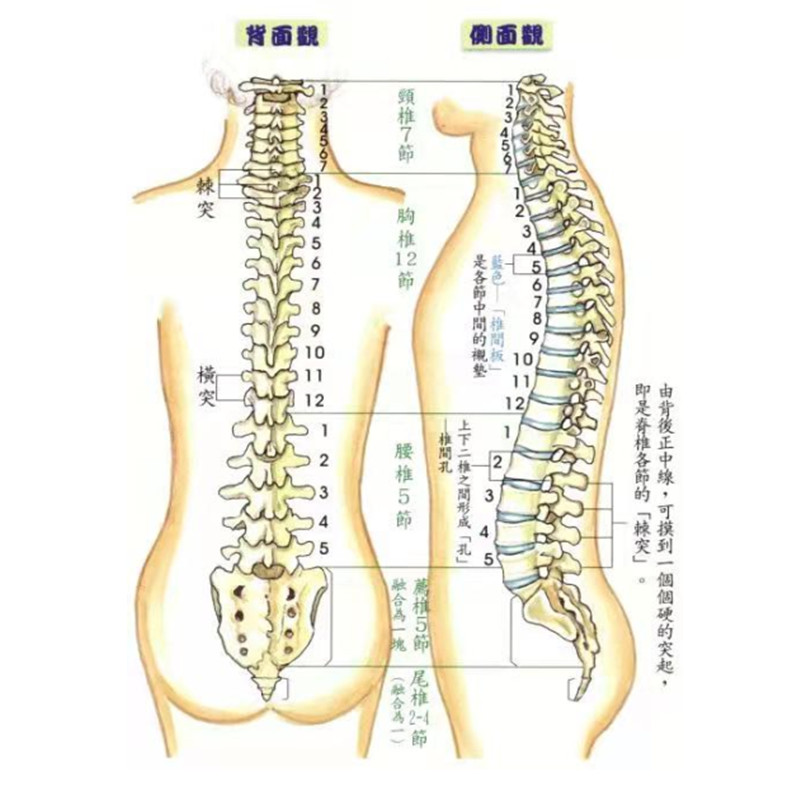 腰在身体哪个位置图片