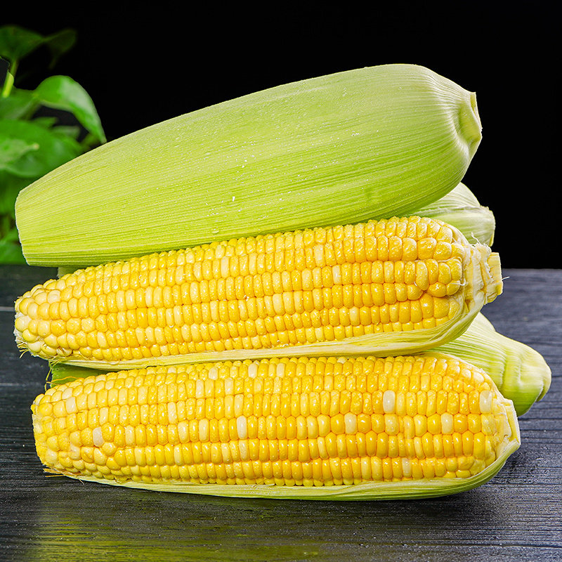 玉米云南金银水果10斤新鲜当季生吃玉米棒棒子新鲜玉米