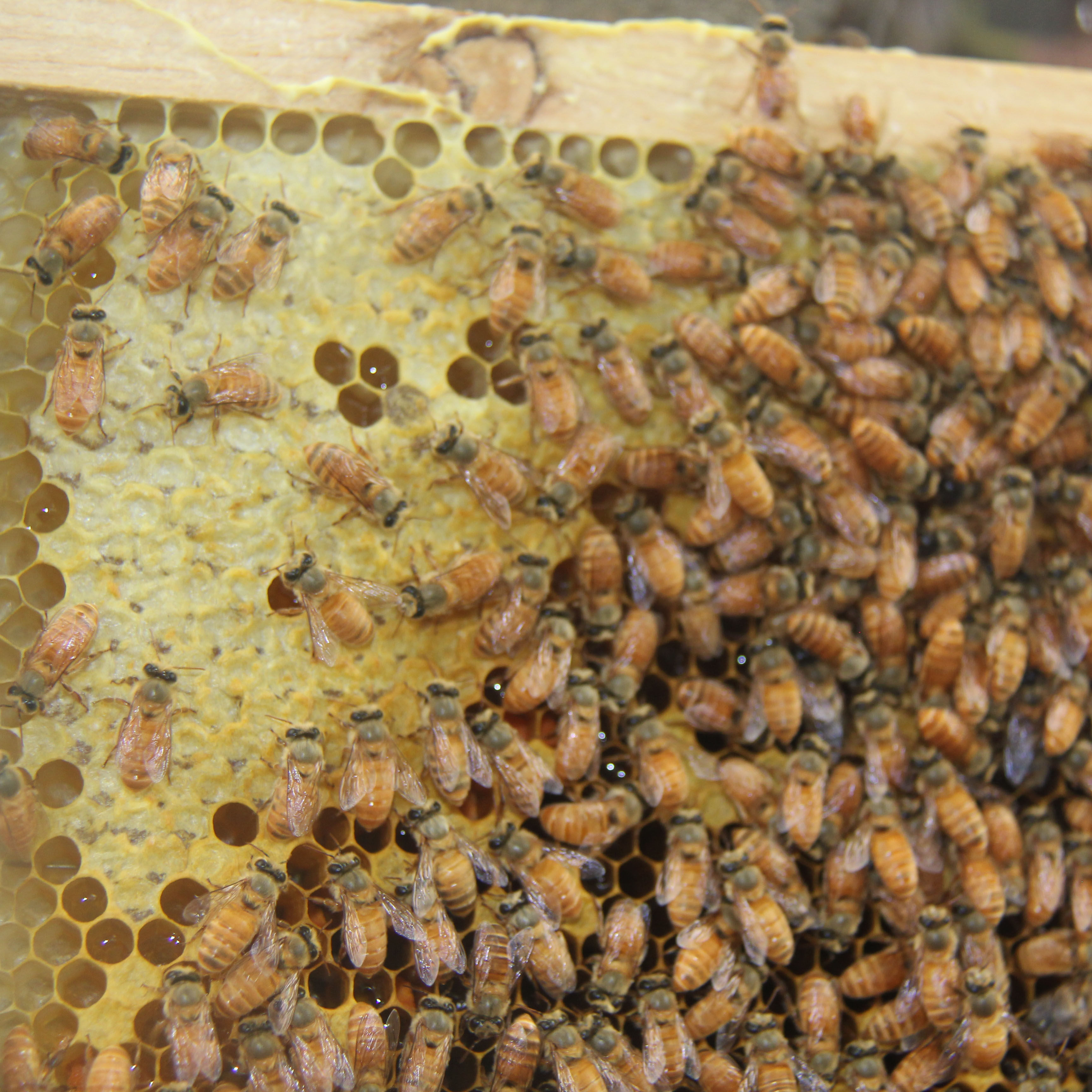 中蜂王双色王纯种良种种王蜜蜂活体蜂群新开产王新产卵王优质笼蜂