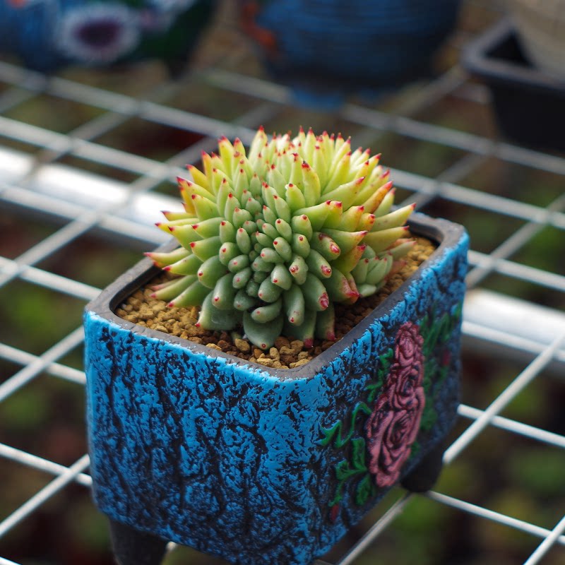 多肉植物精品虎鲸东云缀化稀有办公桌美观防辐射多肉植物