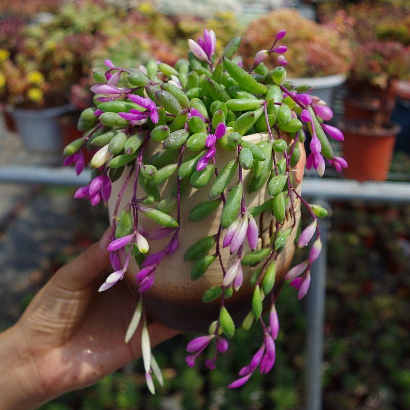 大颗彩色叶紫玄月多肉植物稀有品种吊兰药锦多肉植物