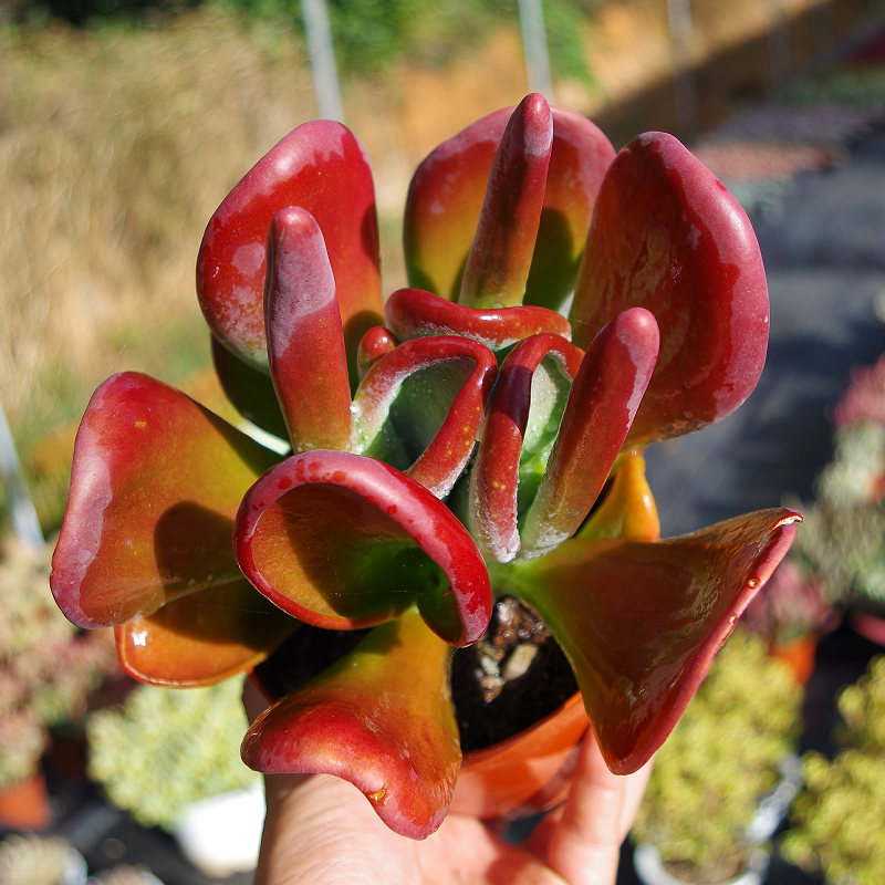 精品火狐狸红色多肉植物稀有品种大盆办公室防辐射多肉植物