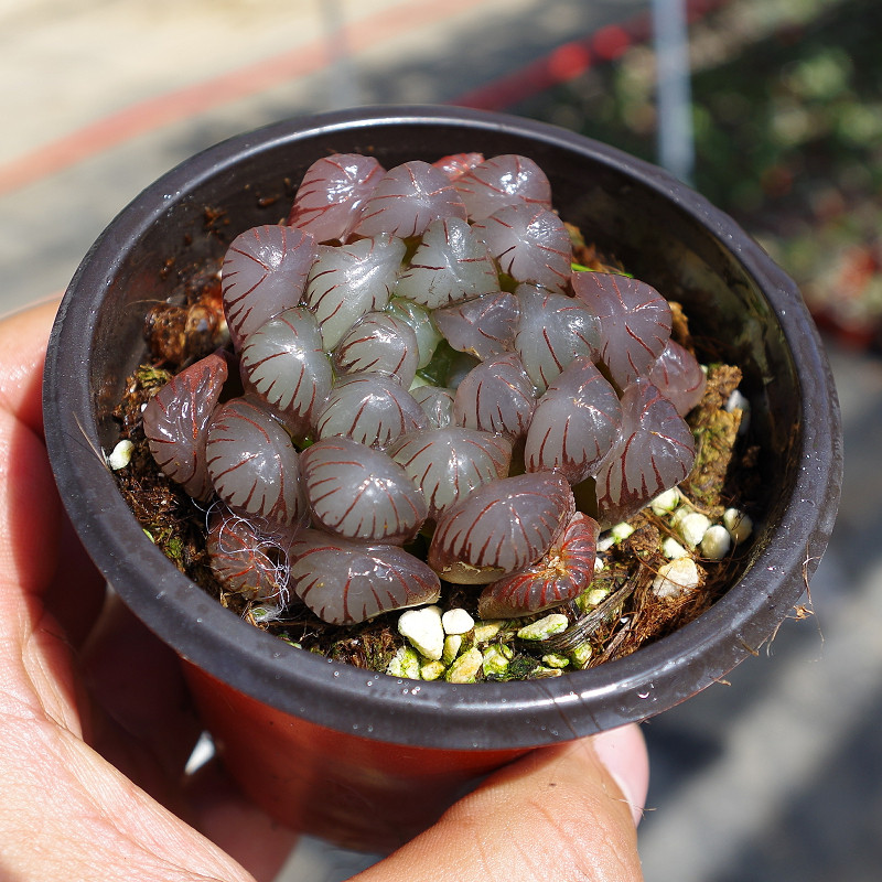 紫玉玉露十二卷多植物可爱室内防辐射精品绿植多肉植物