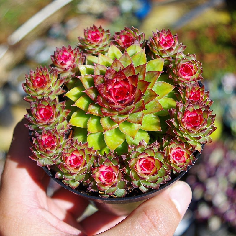 七彩观音精品多肉植物稀有品种室内防辐射药锦多肉植物