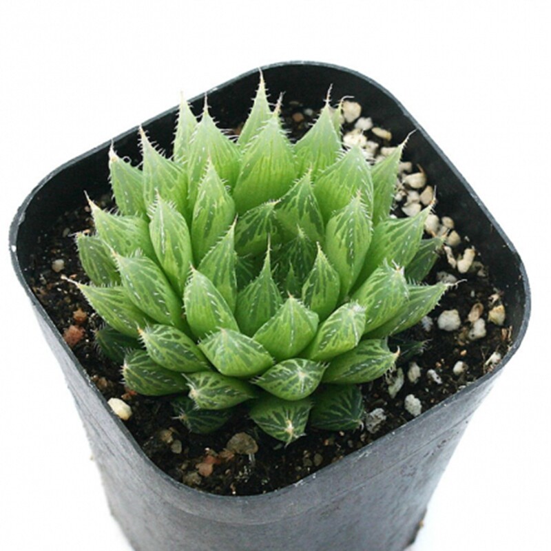 多肉植物玉露十二三角琉璃室内阳台花卉防辐射多肉植物