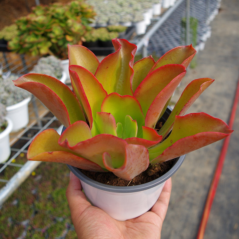 新品芭比玫瑰多肉植物稀有品种室内阳台花卉多肉植物