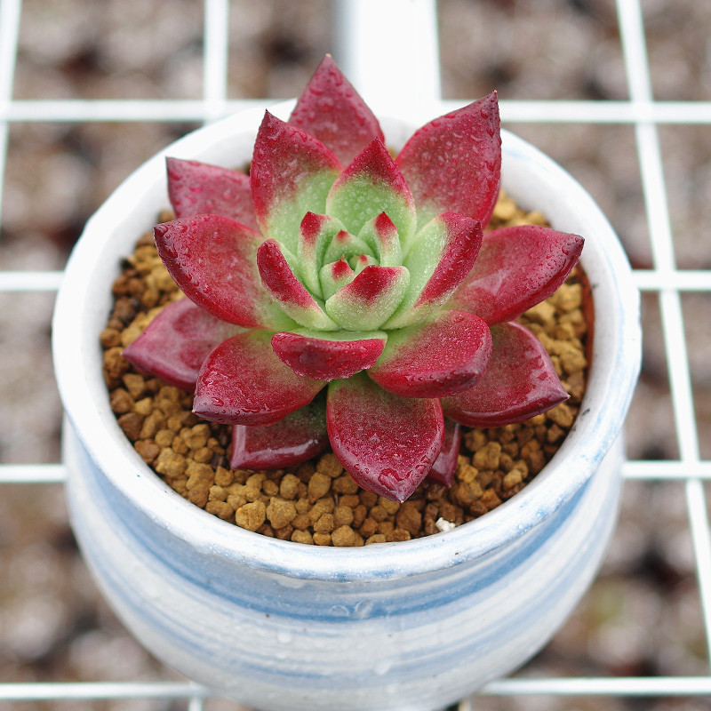 精品多肉植物卡宴罗宾稀有品种室内多肉植物