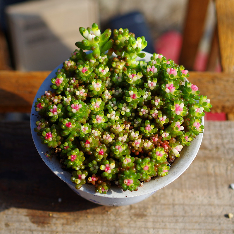 馨馨园艺【彩色浆果大群】多肉植物绿植园艺药锦室内含盆带土新手