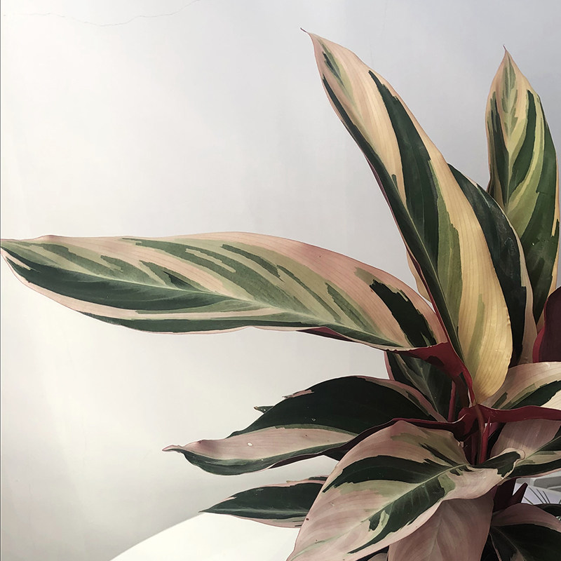 七彩红背好养植物叶植物竹芋观盆栽彩竹办公室内绿植