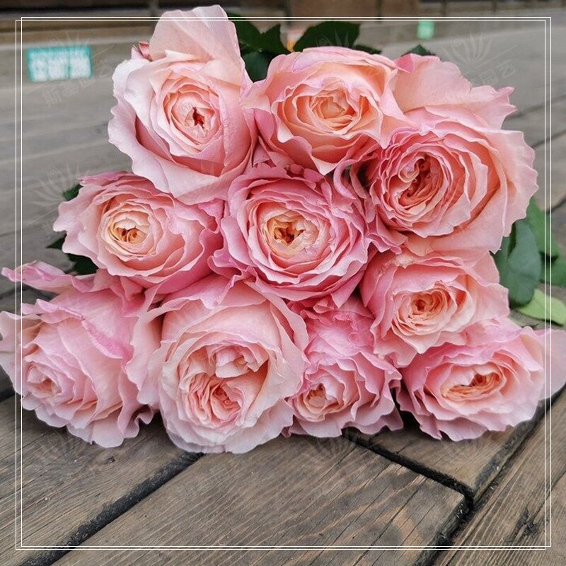 斯基园艺维多利亚的秘密月季新品荷兰切花大花橙色花露月季