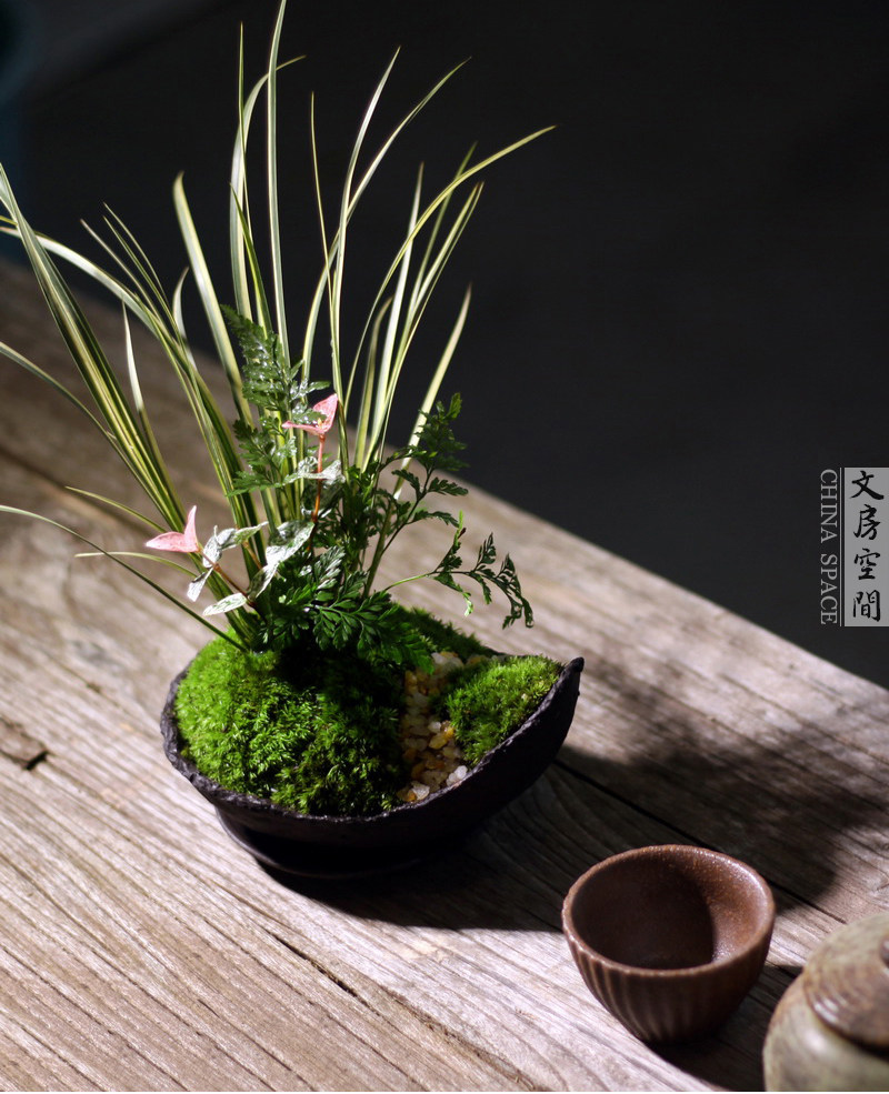 金凤凰银线菖蒲花叶石狼尾蕨苔藓日式中式式禅意绿植