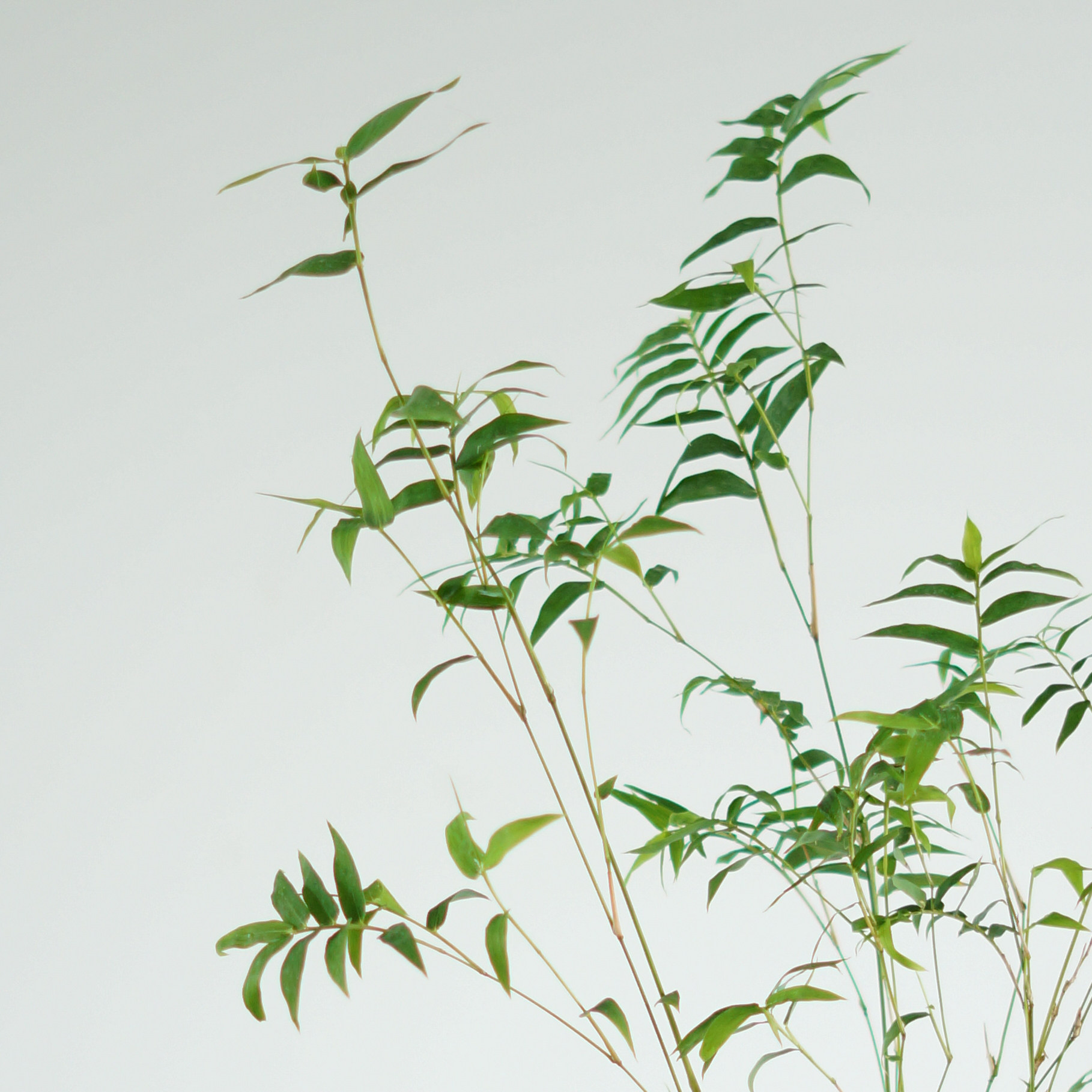 凤尾竹米竹青竹姬翠竹中式日式式禅意苔藓山水绿植