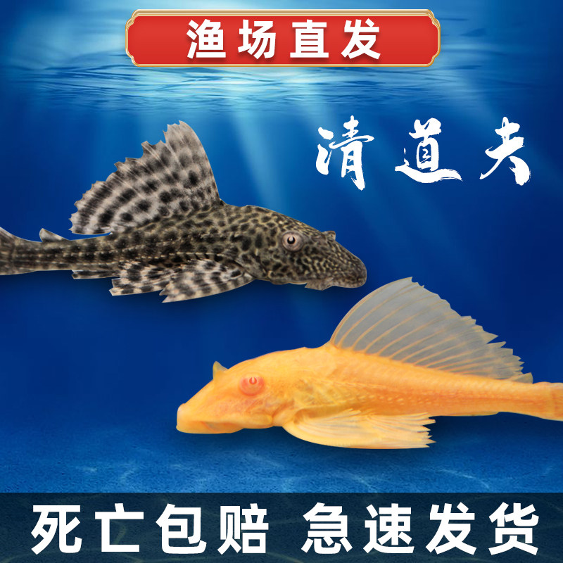 清道夫鱼金苔鼠淡水淡水鱼鱼缸清洁工工具热带观赏鱼鱼