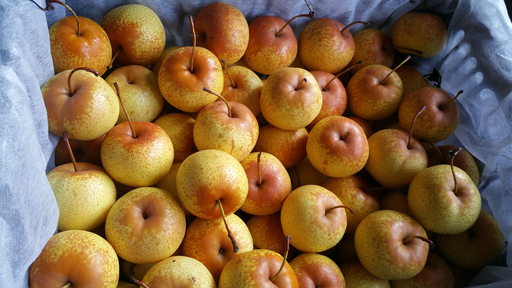 东北花盖新鲜辽宁鞍山特产软梨梨子酸甜甜水梨