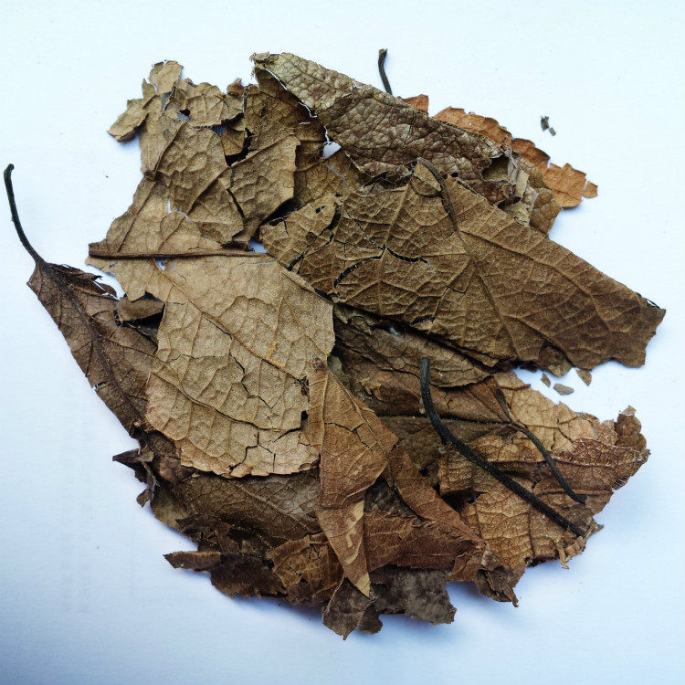 中药材精选无硫杜仲思仲叶思仙叶木绵叶石思仙500克包邮其他药食同源