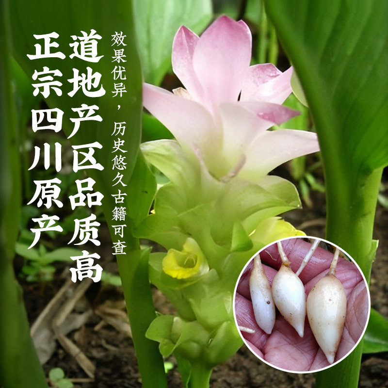 郁金百草中药材金丝金川中药药材泡茶250g非葛其他药食同源食品