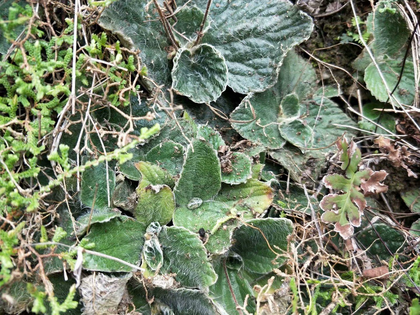 旋蒴苣苔中药材自然晒干100克特色干货及养生干料