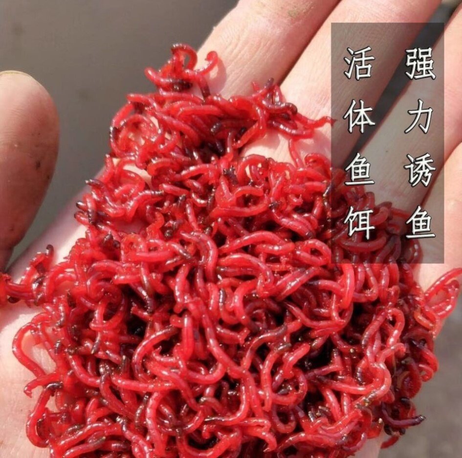 红虫活饵鲜活新品特大号小公虫活体虫拉饵钓鱼台钓饵
