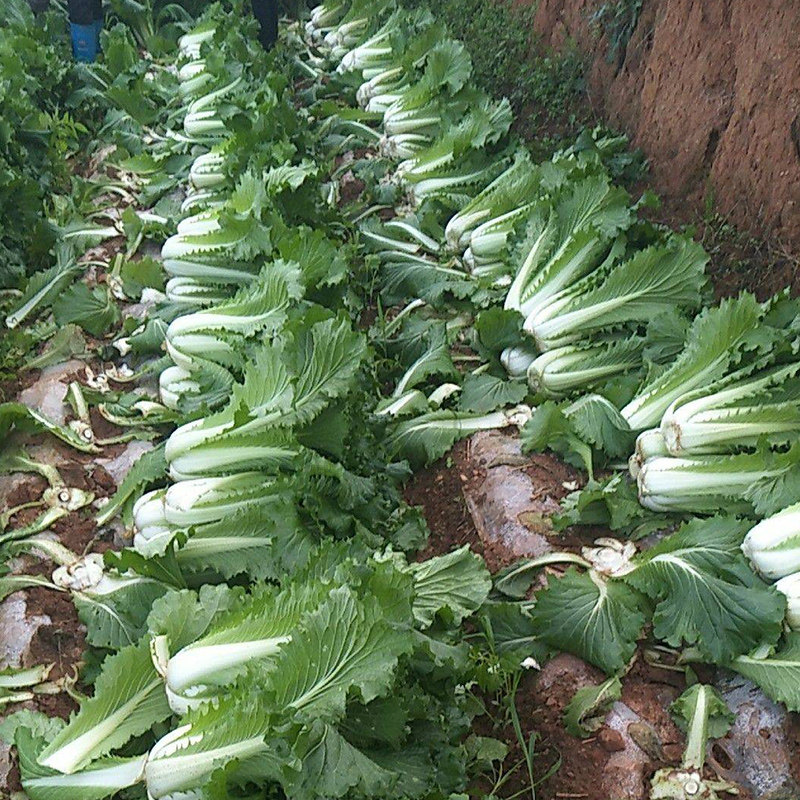 日本绍菜麻叶大白菜种子快菜青菜种籽阳台盆栽家庭园艺种子