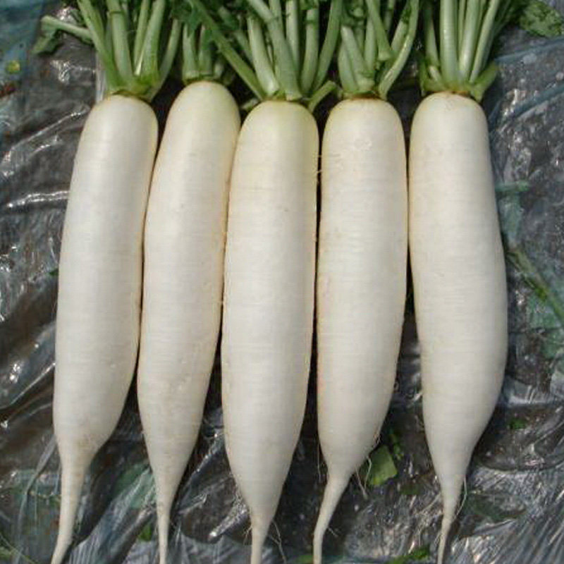 韩国白萝卜种子水果萝卜鲜嫩多汁甜脆可口可做家庭园艺种子