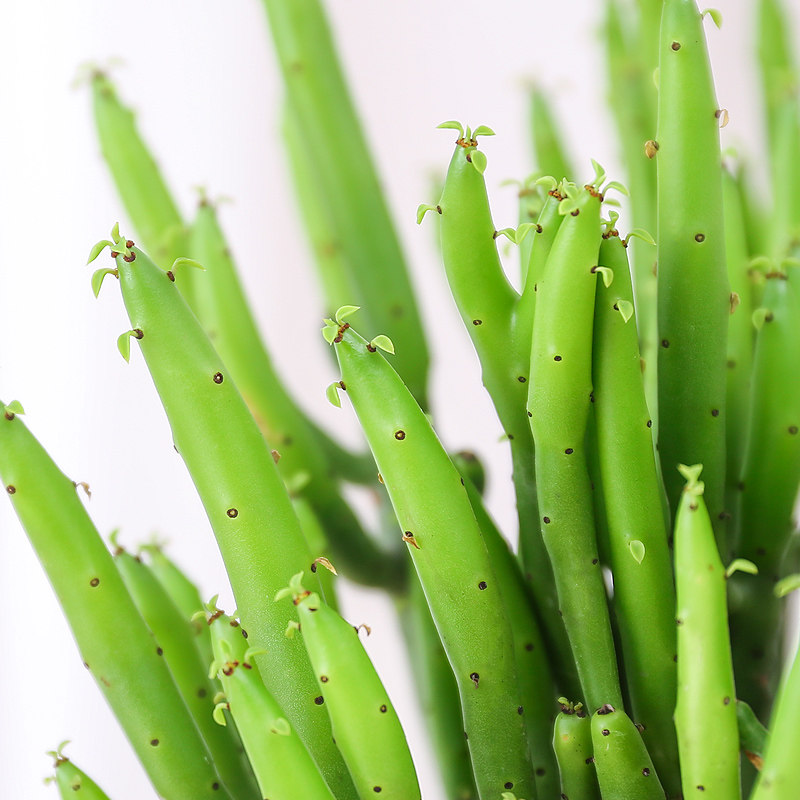 盆栽植物珊瑚玉树肉肉净化空气桌面防辐射光棍树多多肉植物