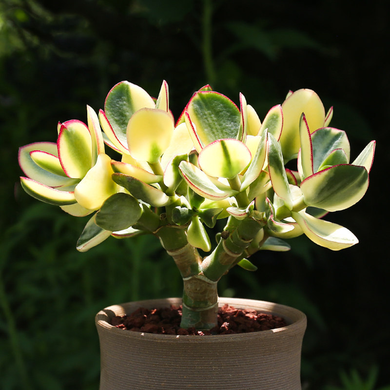 花月玉树植物新花月盆栽老桩红边多肉黄金黄金花多肉植物