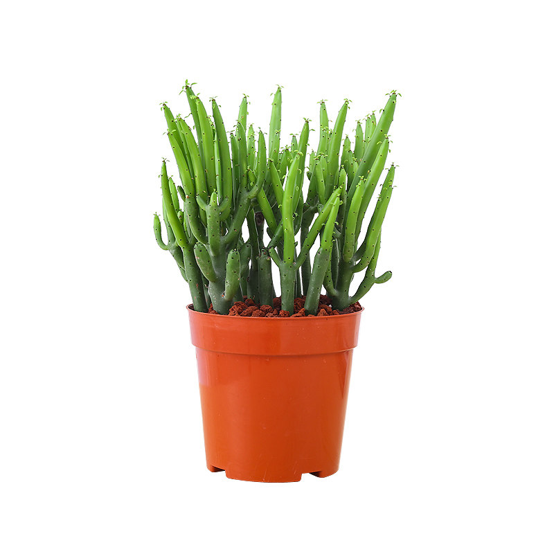 盆栽植物珊瑚玉树肉肉净化空气桌面防辐射光棍树多多肉植物