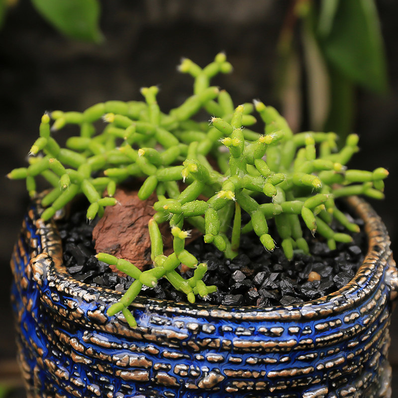 多肉木偶人稀有有多群生莲藕绿植防辐射桌面盆栽多肉植物