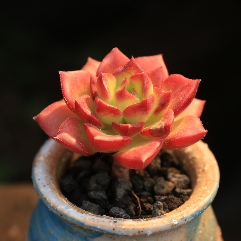 火焰蒂亚老桩多肉植物新款超萌肉肉盆栽含盆多肉植物