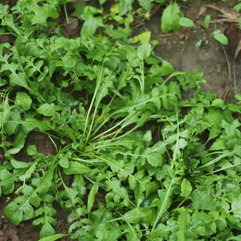野生荠菜新鲜荠荠菜地丁菜北方当季野菜现挖荠菜