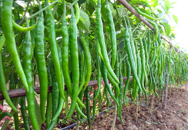 种子高产超长长线四季朝天牛角香辣薄皮辣椒家庭园艺种子