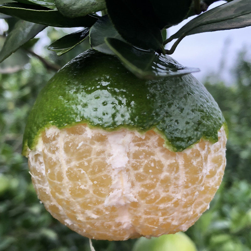 广西皇帝柑特大果精装净重10斤帝王贡柑包邮水果新鲜薄皮蜜桔橘子