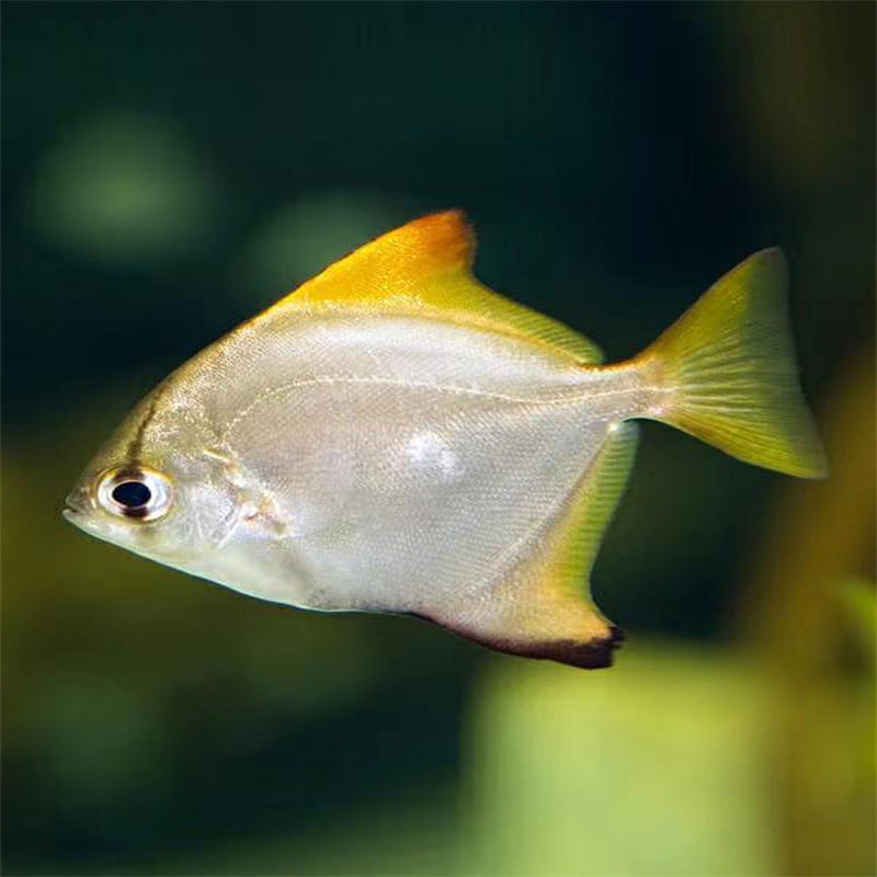 中大型热带鱼观赏鱼黄鳍鲳斯里兰卡黄旗金边鲳鱼活体大眼鱼