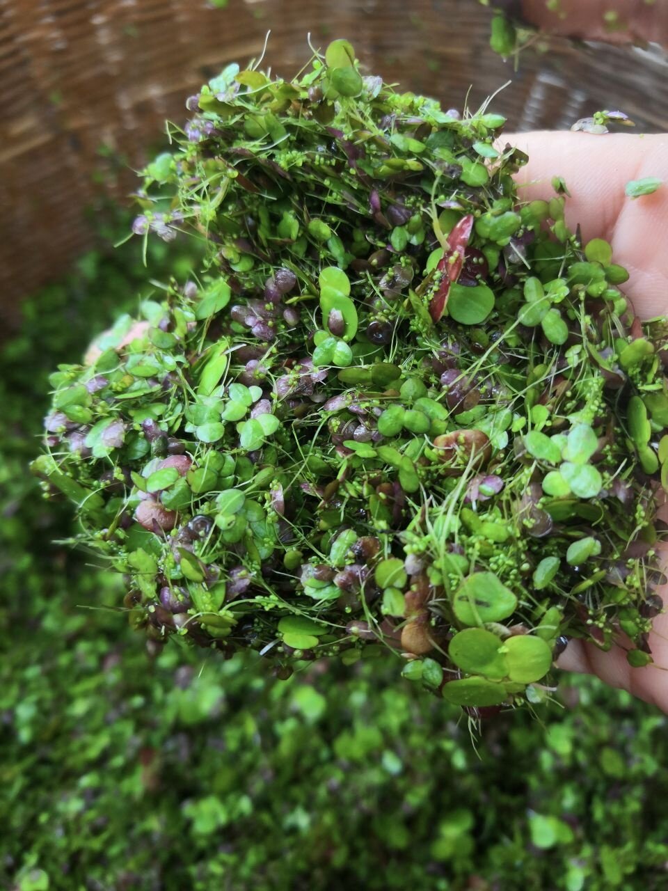芝麻浮萍小青萍水水草水葫芦水芙蓉鱼缸鱼塘鱼池水草