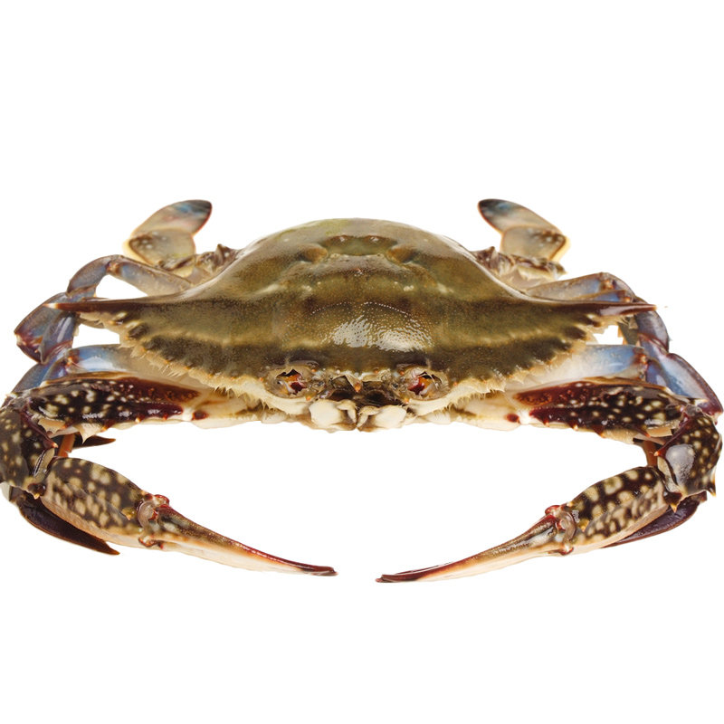 【3斤6-7个】舟山鲜活野生梭子蟹新鲜大公蟹海飞蟹海鲜螃蟹大白蟹