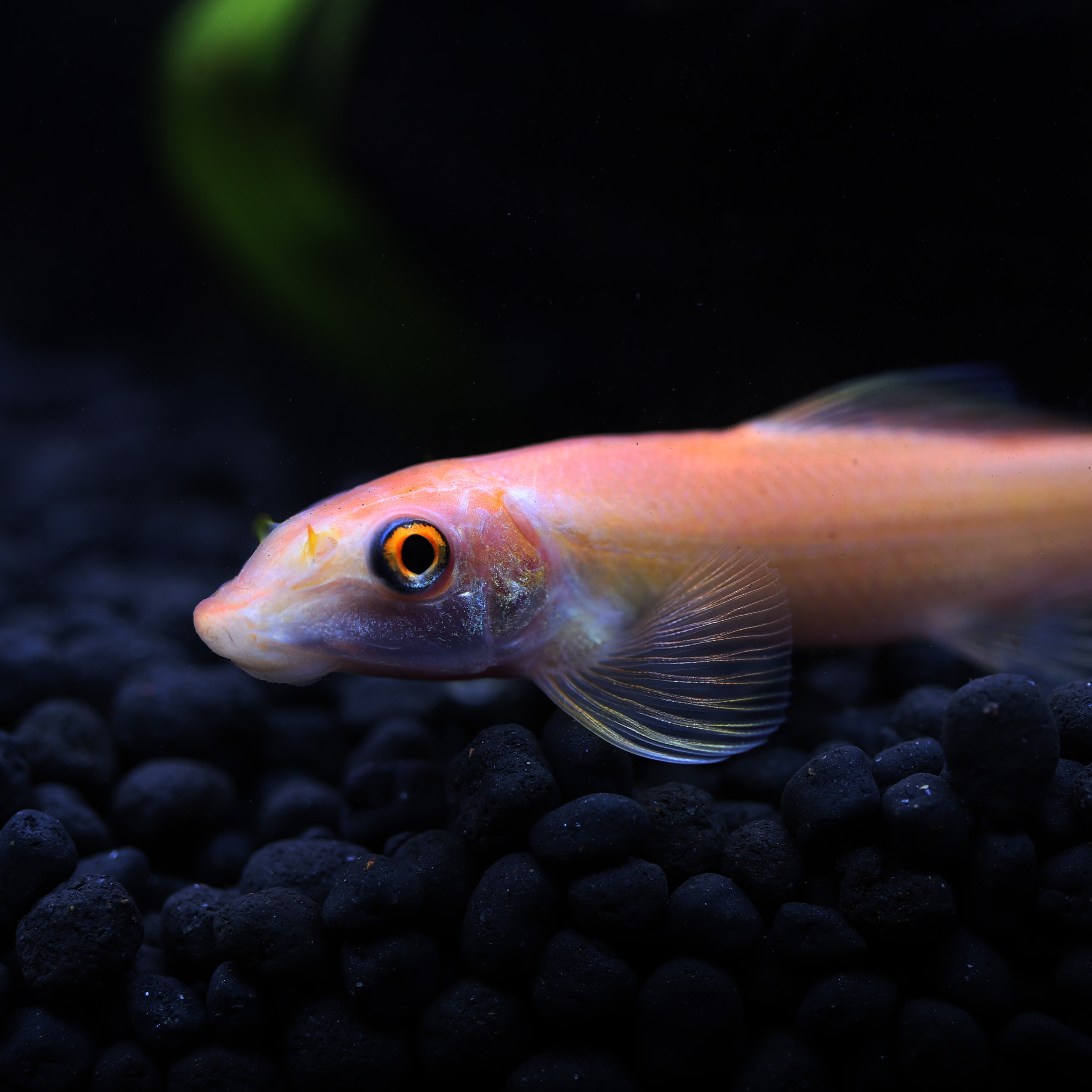 金苔鼠活体淡水热带观赏鱼清道夫青苔鱼缸清洁清洁工鱼