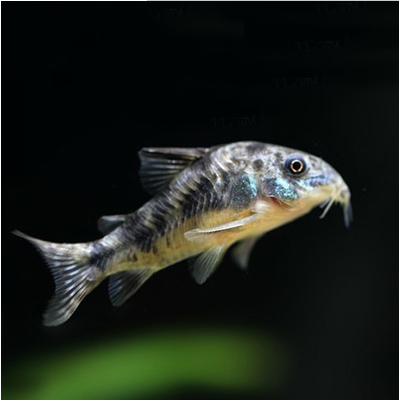 底栖鱼白老鼠鱼金苔鼠清道夫藻鱼观赏鱼热带鱼小型鱼