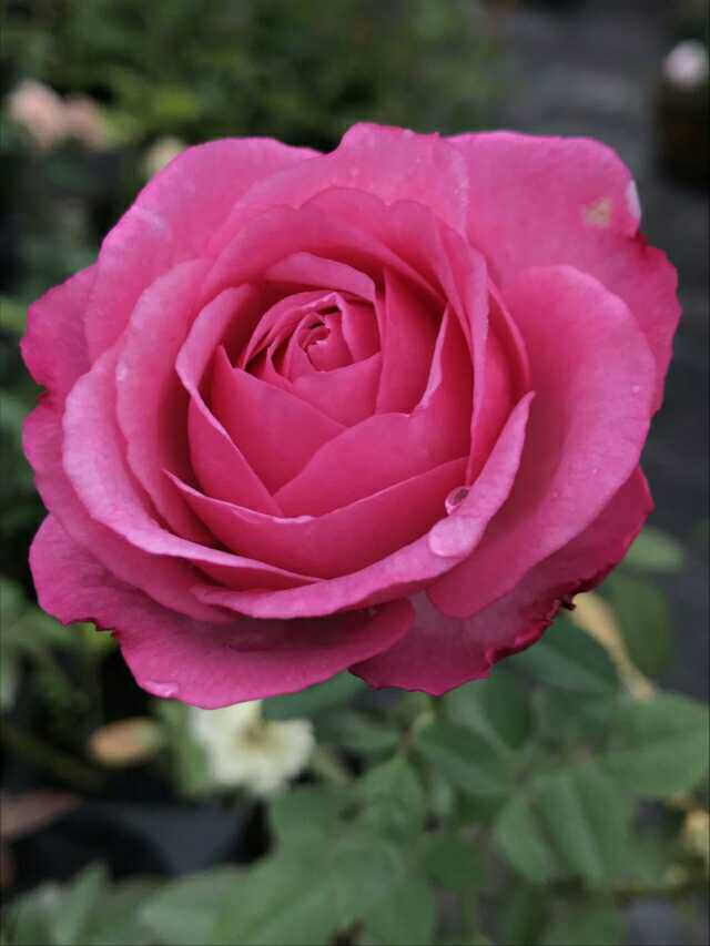 月季玫瑰半岛切花灌木大花桃灼蓝天3加仑扦插观叶