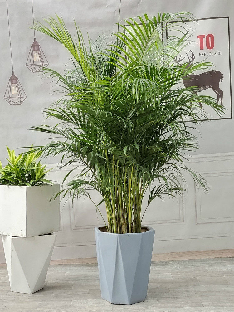 散尾凤尾甲醛常青四季叶凤尾阳台观大型客厅室内大型绿植