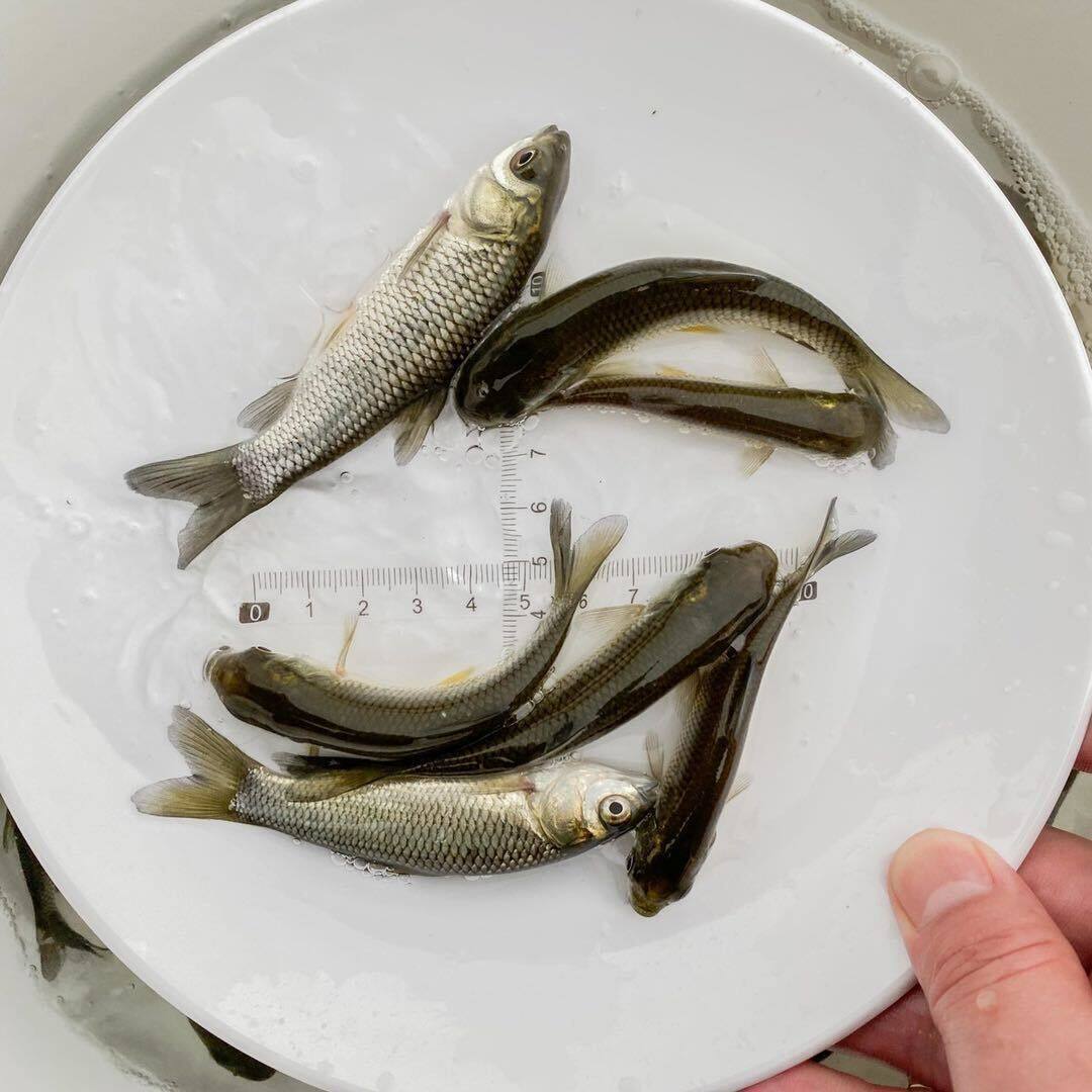 鱼苗活体优质大草淡水水草小鲤鱼鲫鱼龙鱼饲料鱼