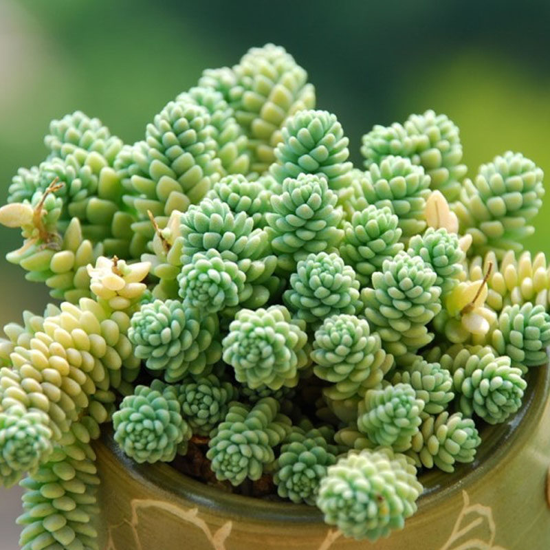 多肉植物组合盆栽绿植花卉复活节彩蛋特价清仓多肉植物