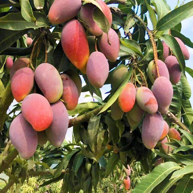 正宗当季海南贵妃新鲜水果现摘三亚特大树上芒果