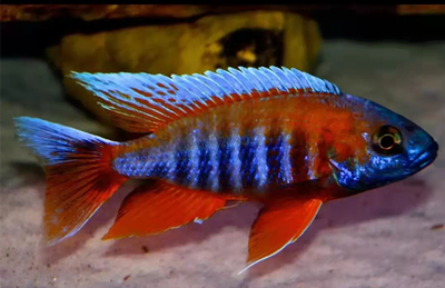 淡水热带三湖慈鲷活体宠物超级红红珊瑚大红鹰火焰火鸟鱼